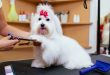 India Pet Grooming Products Market
