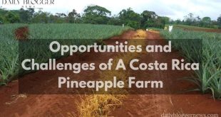 Costa Rica Pineapple Farm