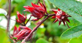 Sorrel Flower: Benefits, Uses, Side Effects & More!