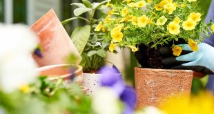 Best Gardening For Beginners