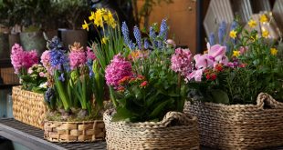 Flower Garden, outdoor flowering plants in Dubai