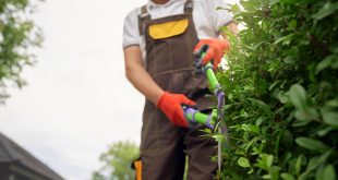 Why You Shouldn’t Wait to Trim Your Trees in Irving