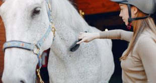 electrolyte paste for horses