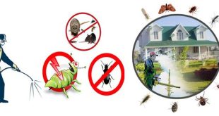 Effective Termite Control Services in Lahore: A Guide