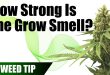 How To Neutralize Weed Smell?