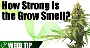 How To Neutralize Weed Smell?