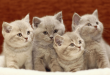 10-Reasons-to-Get-a-Kitten