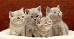 10-Reasons-to-Get-a-Kitten