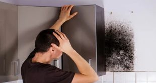 professional odor removal services