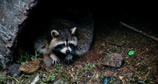 raccoon removal