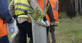 affordable tree service houston