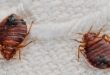 Pest Treatment Services and Bed Bug Treatment