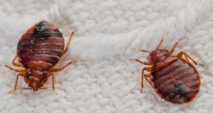 Pest Treatment Services and Bed Bug Treatment