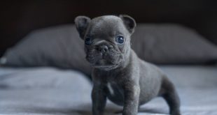 French Bulldog Puppies