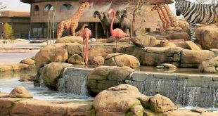 A World of Wildlife Awaits You at Dubai Safari Park