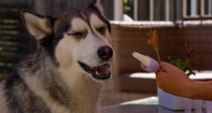 dog blueberry facial